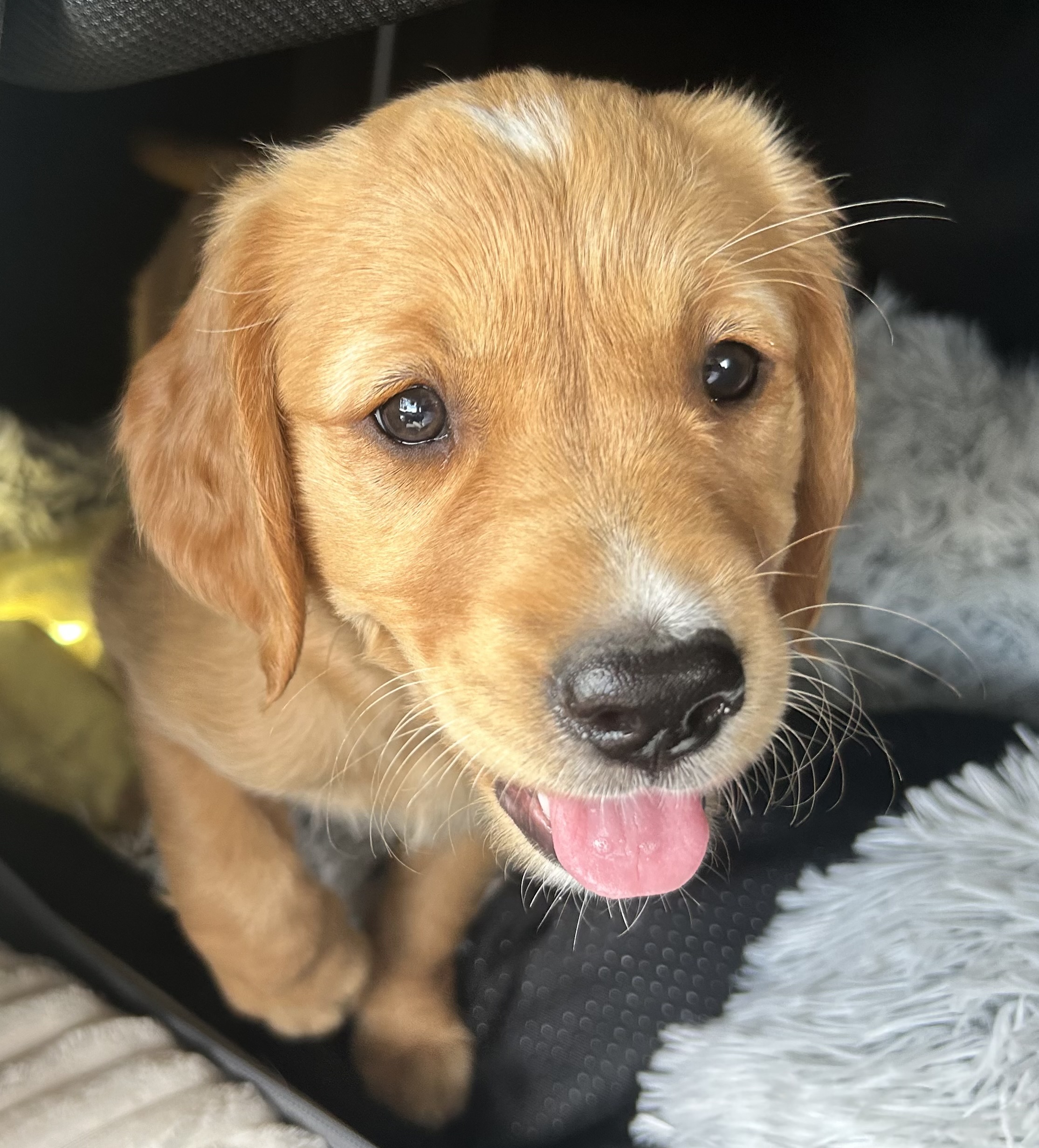 Ein junger Golden Retriever, der hechelt und neben einer Decke sitzt